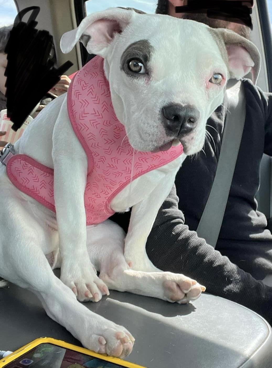 Enlarge Lulu, a Adoptable Terrier in Columbus, IN image 2/6