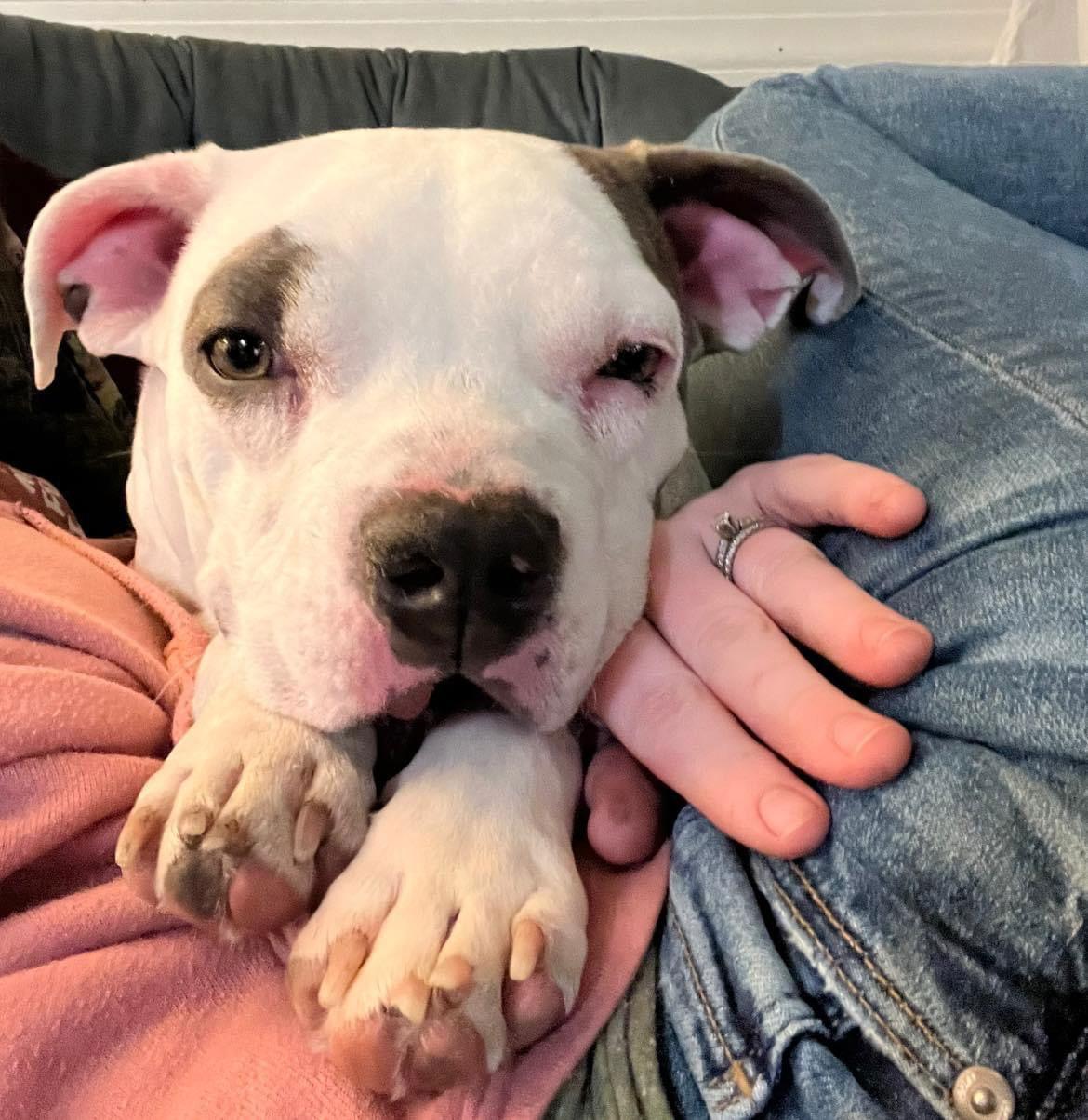 Lulu, Adoptable, Young Female Terrier.