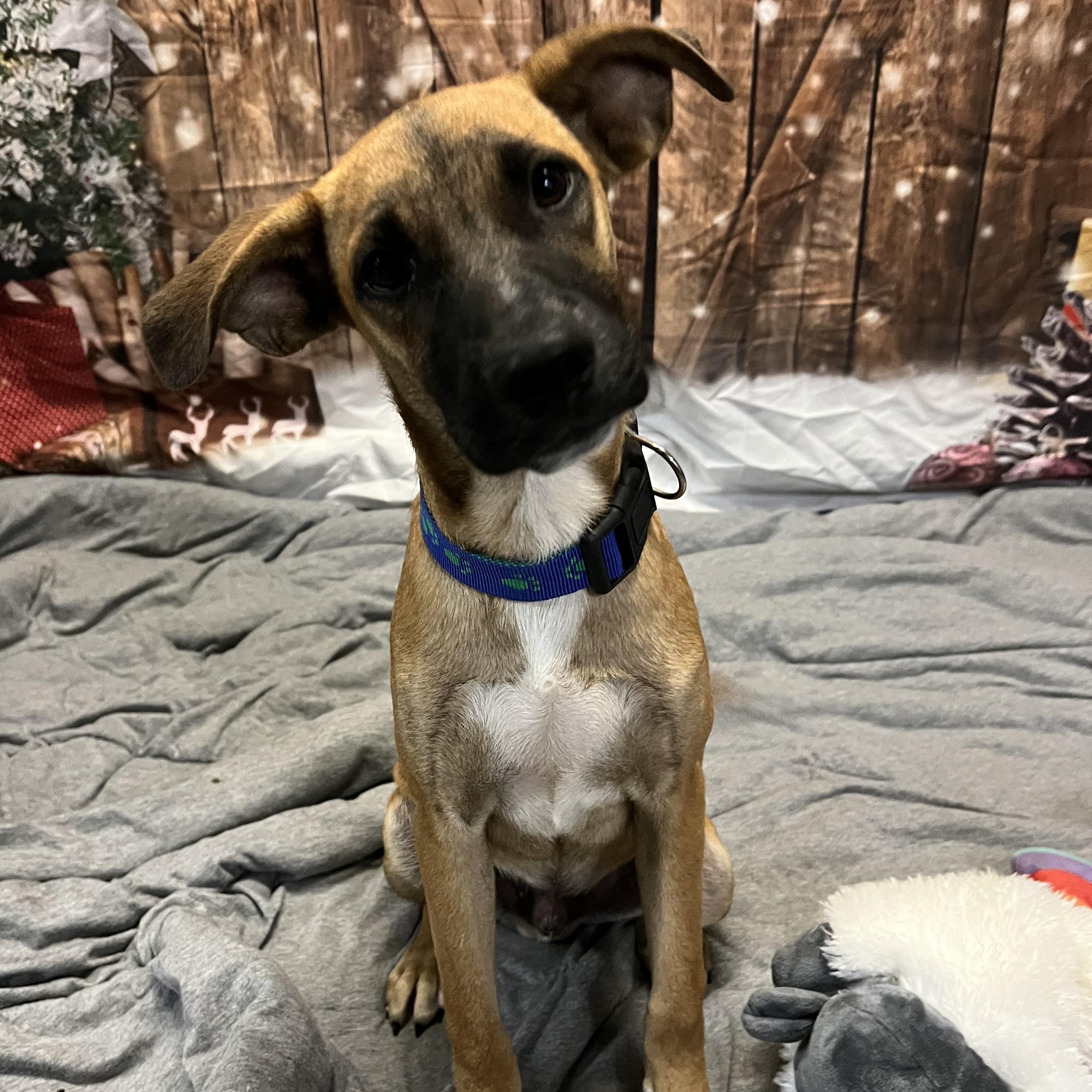 Enlarge Brownie, a Adoptable Mixed Breed in Glen Rock, NJ image 2/6