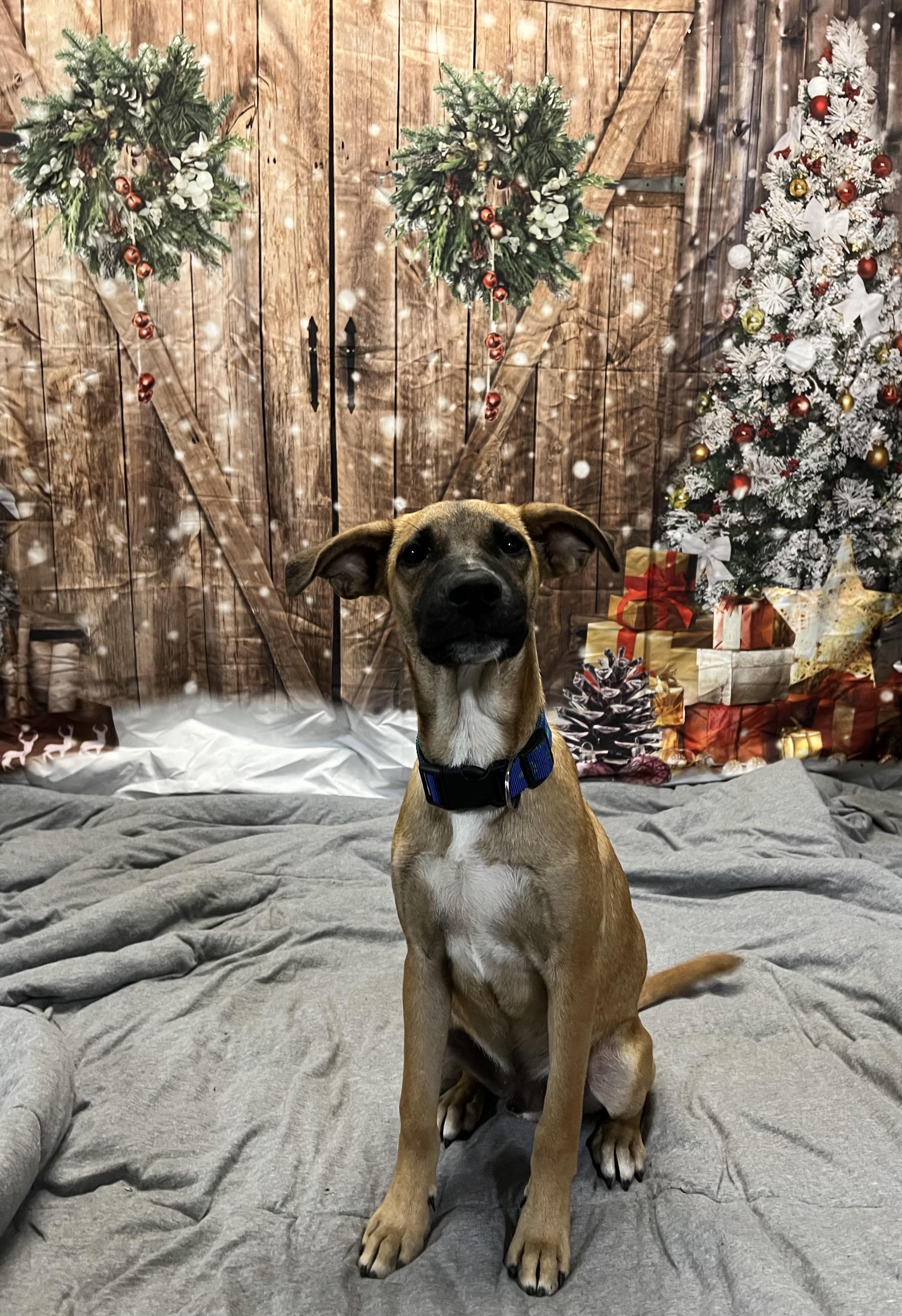 Enlarge Brownie, a Adoptable Mixed Breed in Glen Rock, NJ image 1/6