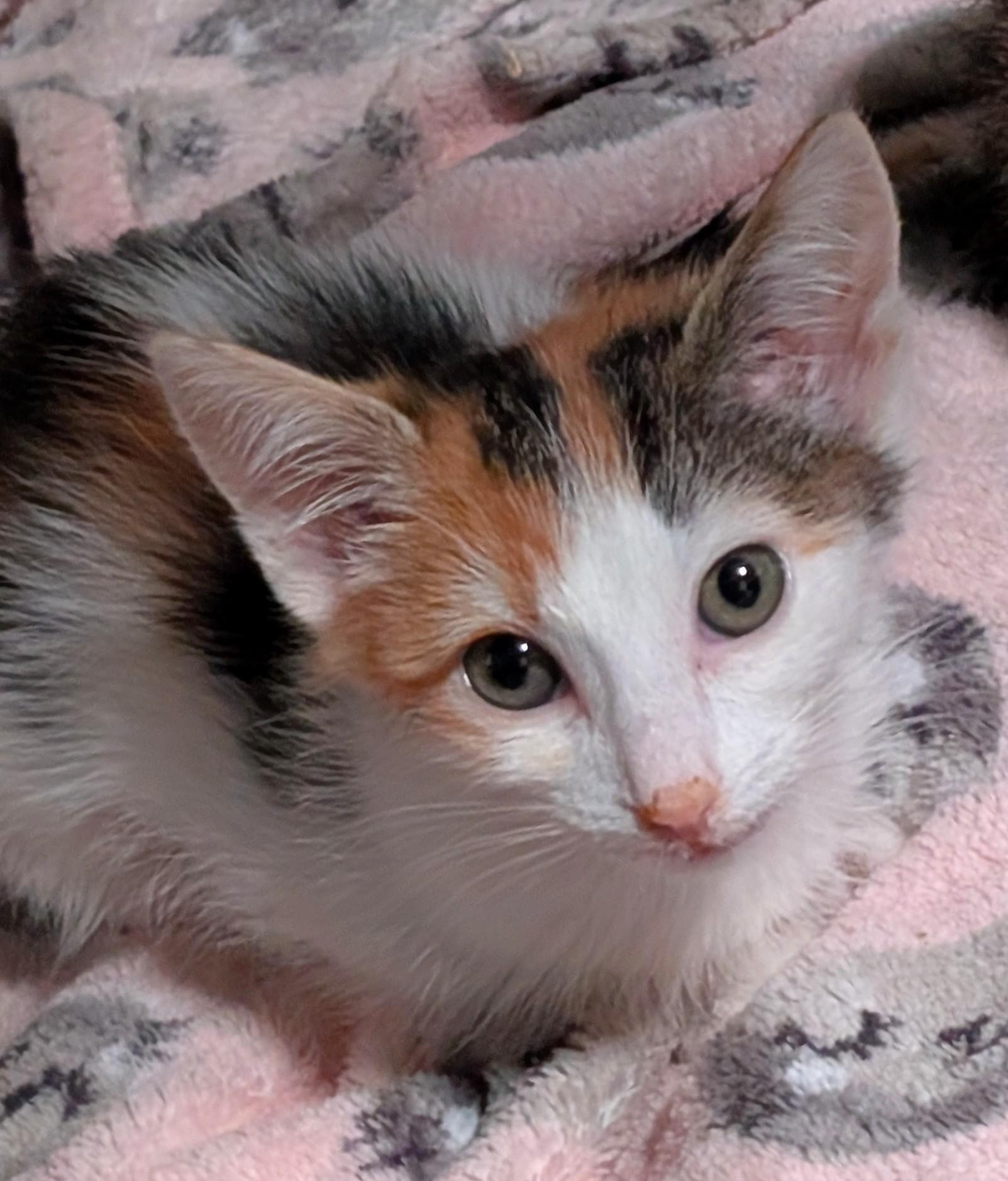 Honey, ADOPTABLE, Kitten Female Calico.