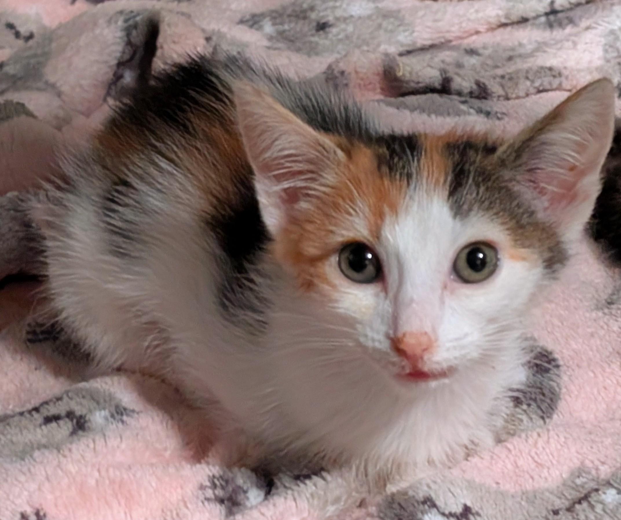 Honey, a ADOPTABLE Calico in San Diego, CA image 3/3
