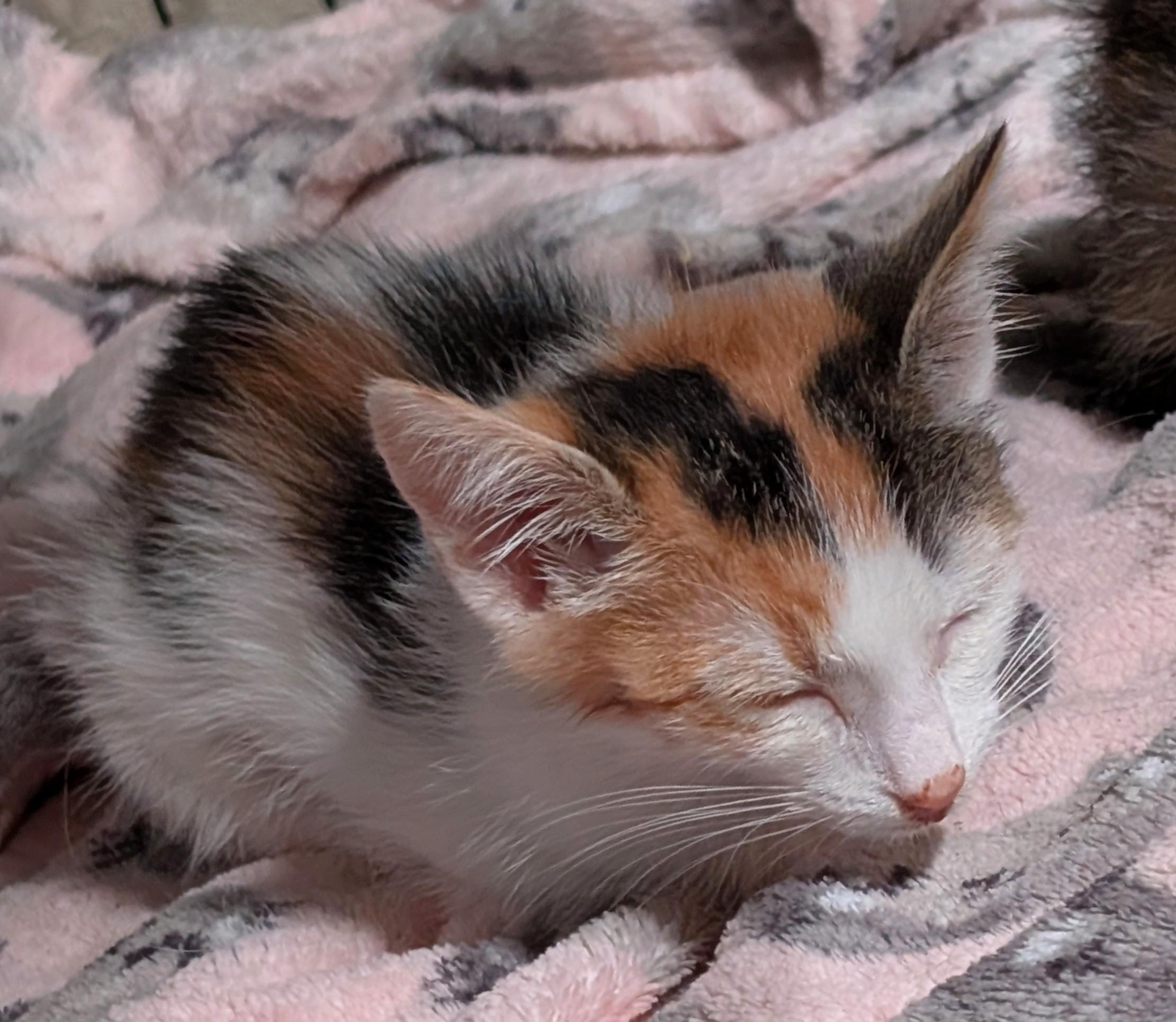 Honey, a ADOPTABLE Calico in San Diego, CA image 2/3