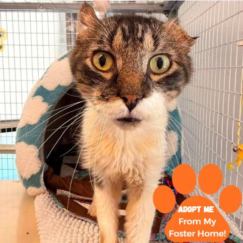 Travis, Adoptable, Senior Male Domestic Medium Hair.