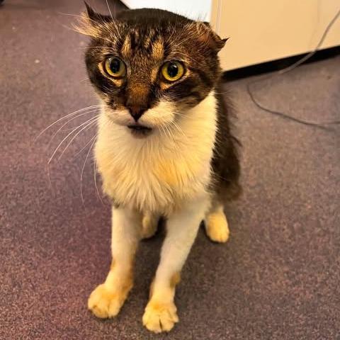 Enlarge Travis, a Adoptable Domestic Medium Hair in Edwardsville, IL image 2/6