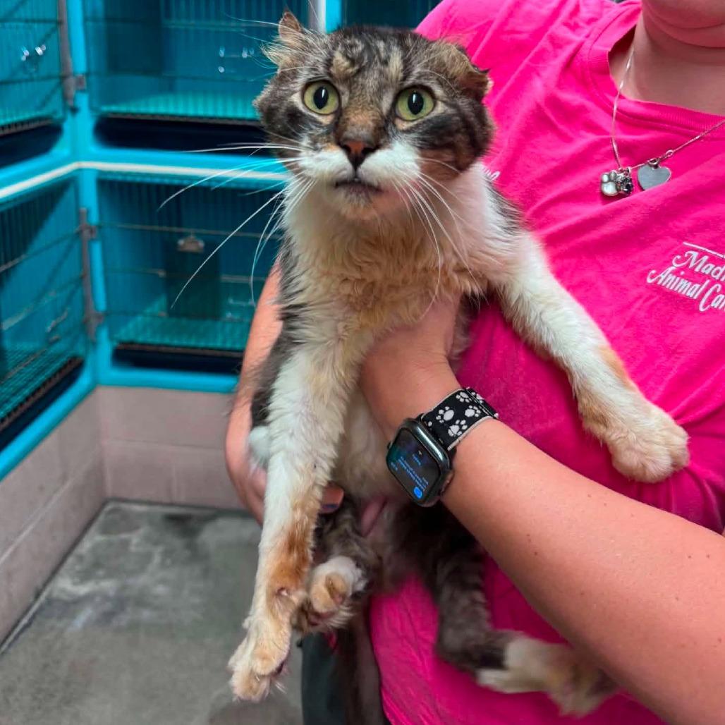 Enlarge Travis, a Adoptable Domestic Medium Hair in Edwardsville, IL image 3/6