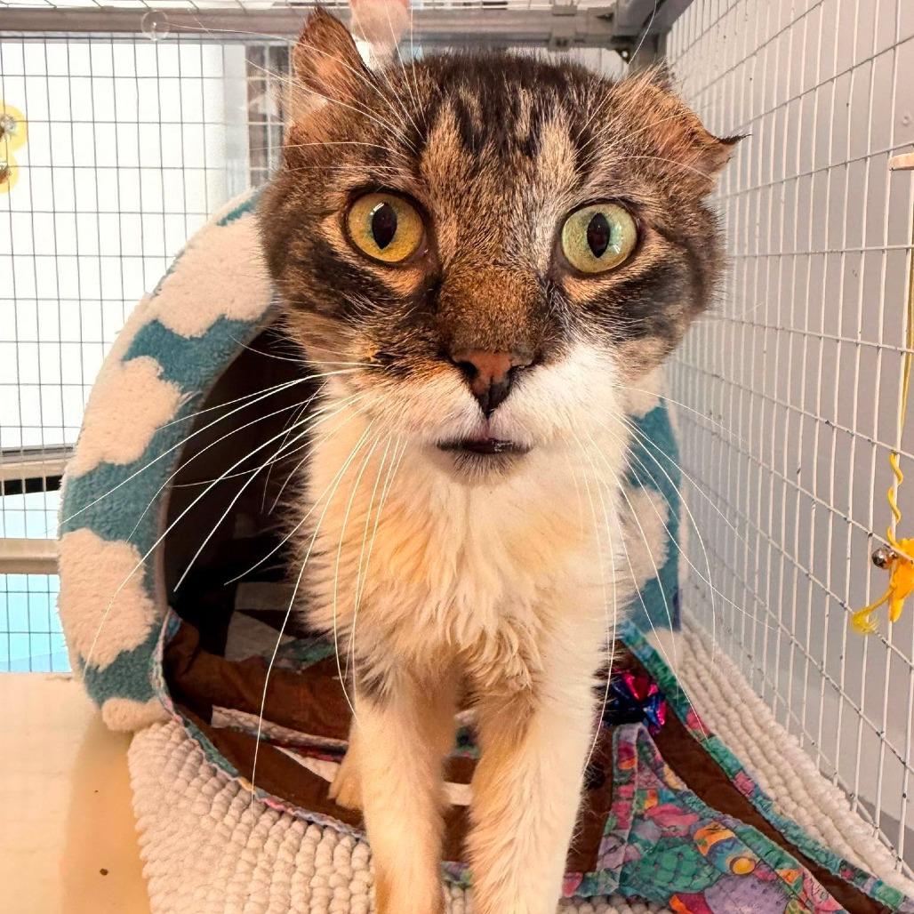 Enlarge Travis, a Adoptable Domestic Medium Hair in Edwardsville, IL image 5/6