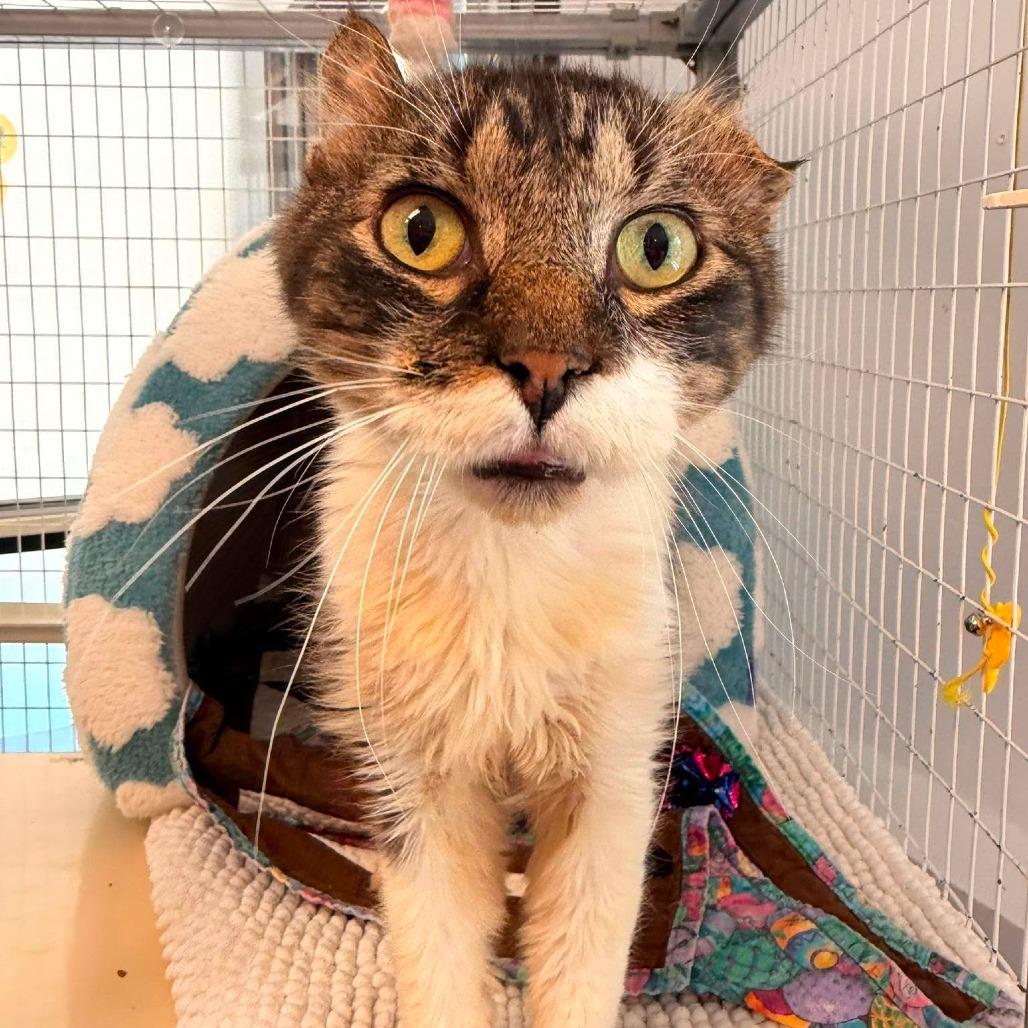 Enlarge Travis, a Adoptable Domestic Medium Hair in Edwardsville, IL image 6/6