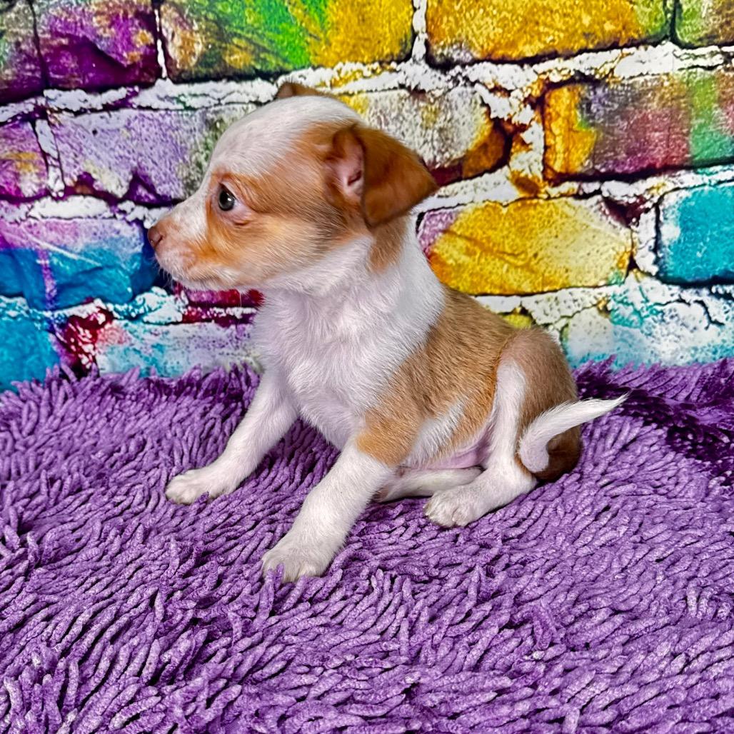 Toffee, Adoptable, Puppy Female Mixed Breed.