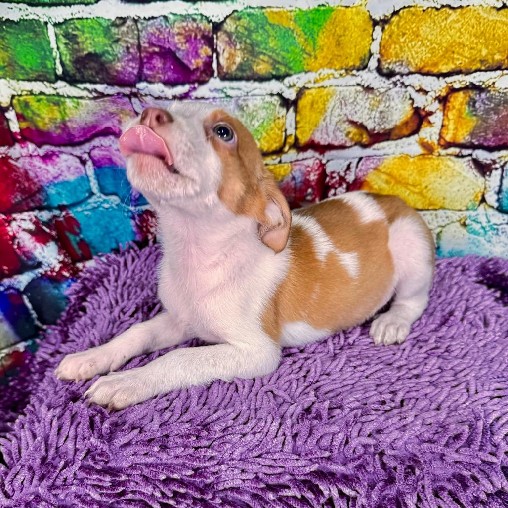 Enlarge Toffee, a Adoptable Mixed Breed in Franklin, NC image 2/6