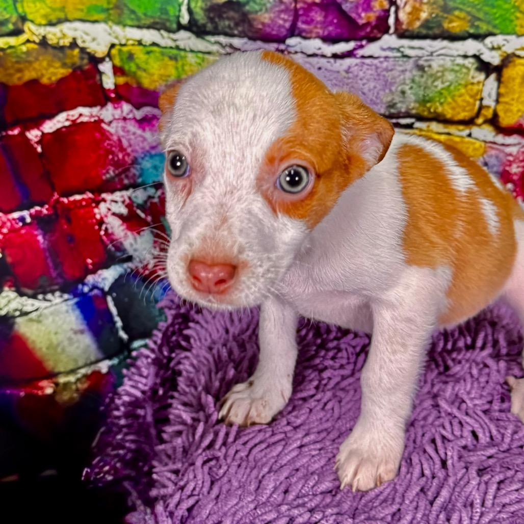 Enlarge Toffee, a Adoptable Mixed Breed in Franklin, NC image 3/6