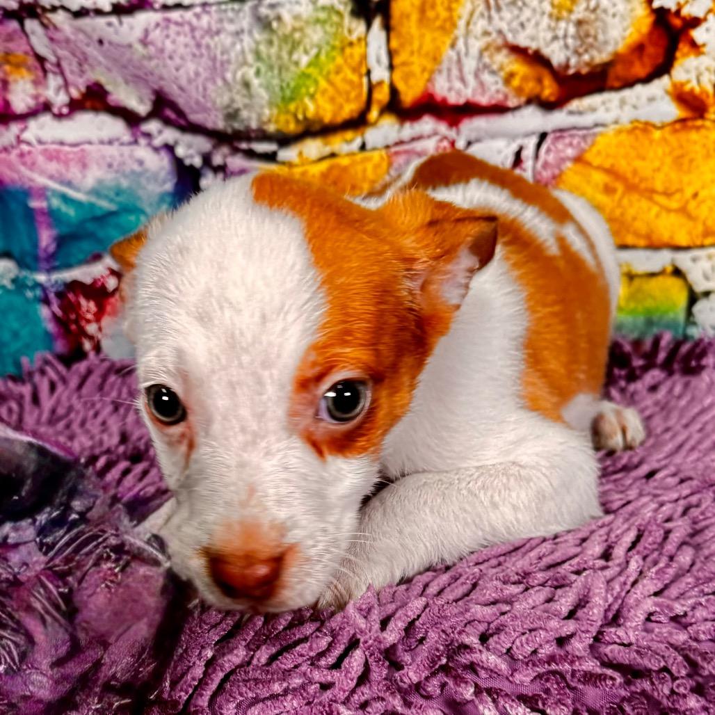 Enlarge Toffee, a Adoptable Mixed Breed in Franklin, NC image 5/6