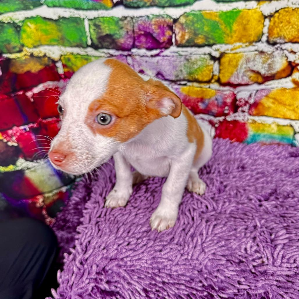 Enlarge Toffee, a Adoptable Mixed Breed in Franklin, NC image 6/6