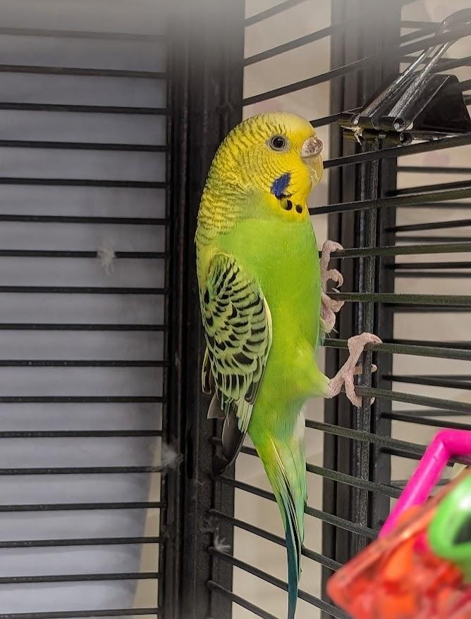 Kelly Squakson & Britney Ceres, a Adoptable Parakeet (Other) in Coquitlam, BC image 2/3