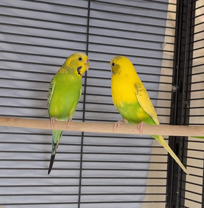 Kelly Squakson & Britney Ceres, a Adoptable Parakeet (Other) in Coquitlam, BC image 1/3