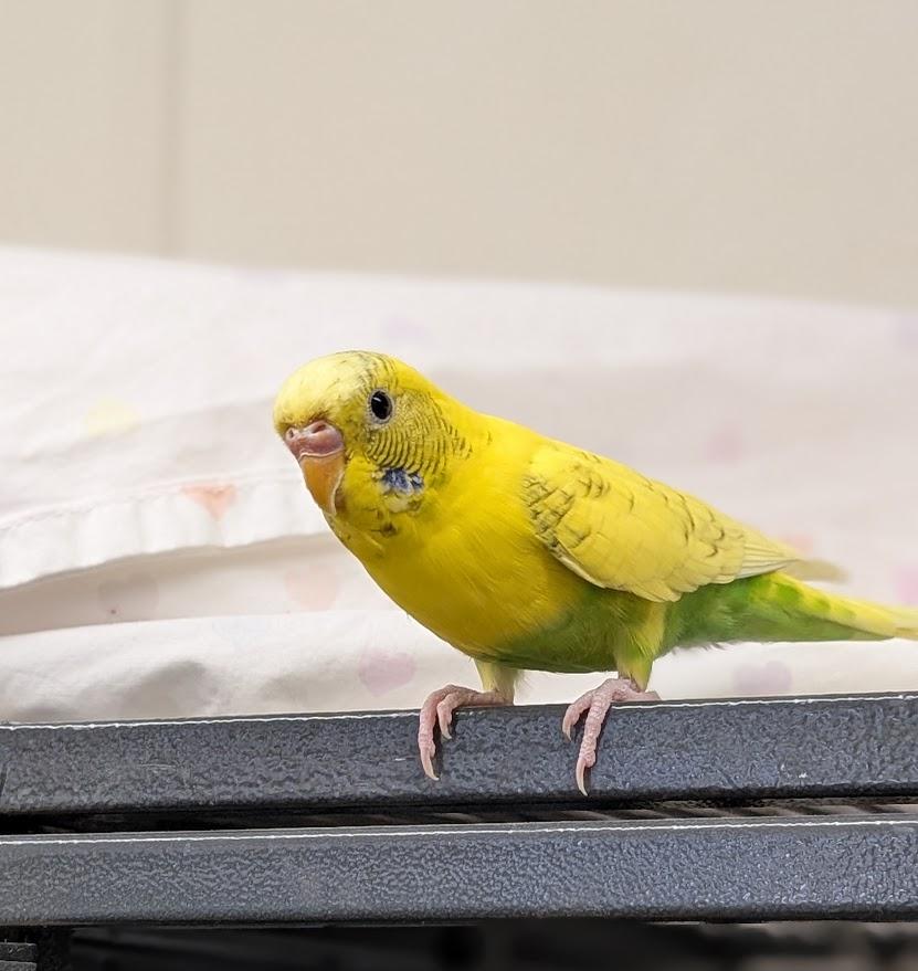 Kelly Squakson & Britney Ceres, a Adoptable Parakeet (Other) in Coquitlam, BC image 3/3