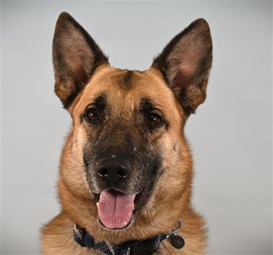 CY, Adoptable, Adult Male German Shepherd Dog.