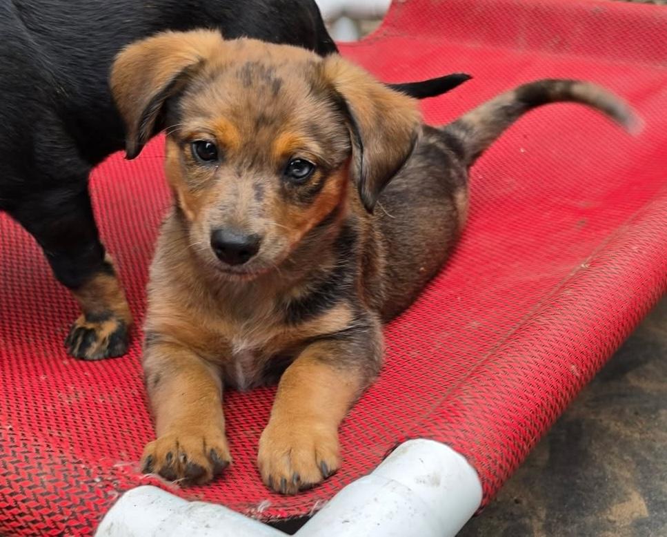 Roman (Fireworks litter), an adopted mixed breed in Silvana, WA image 3/5