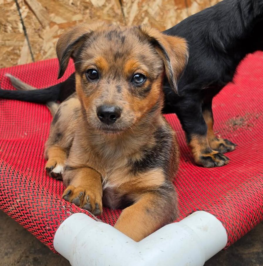 Roman (Fireworks litter), an adopted mixed breed in Silvana, WA image 1/5