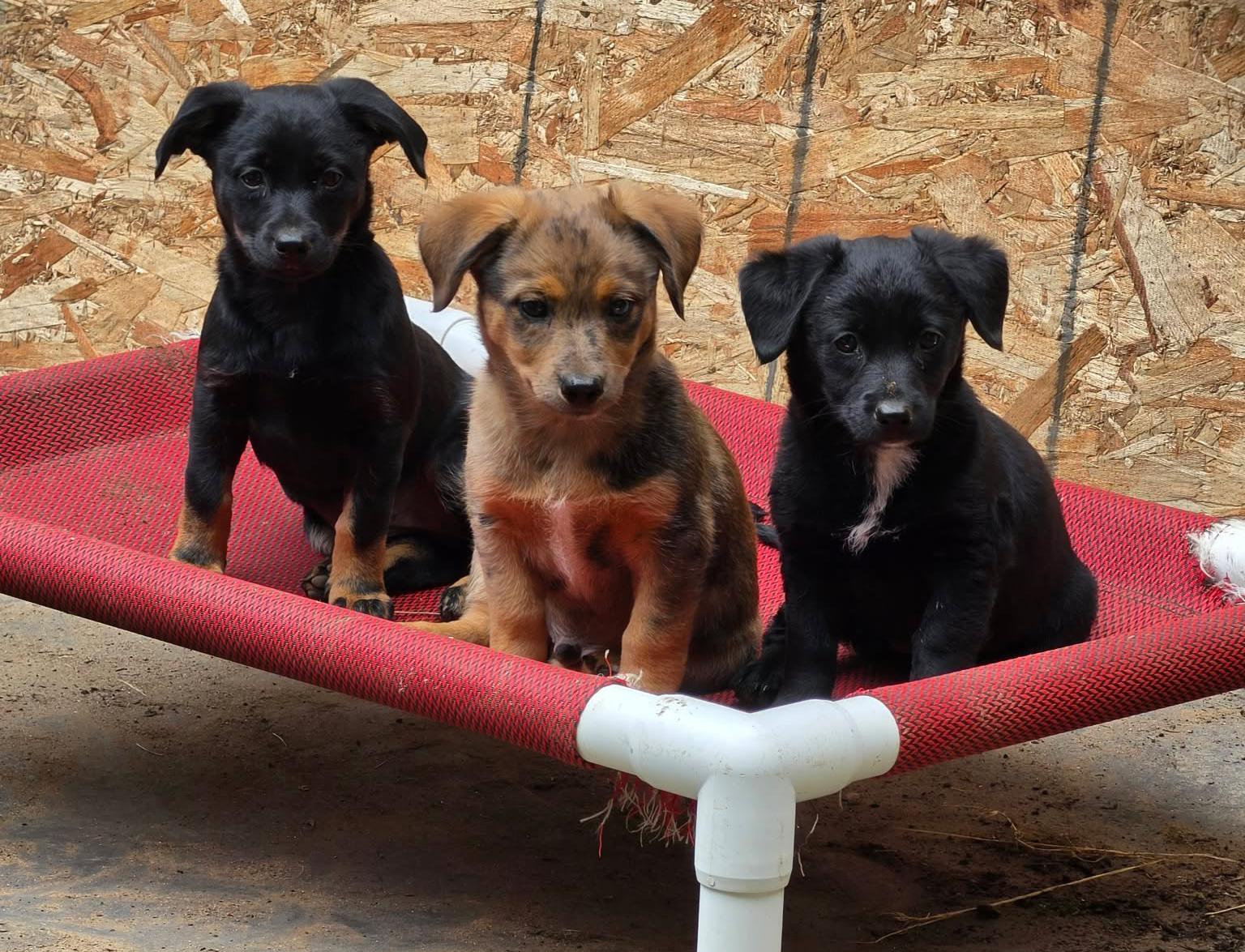 Roman (Fireworks litter), an adopted mixed breed in Silvana, WA image 2/5