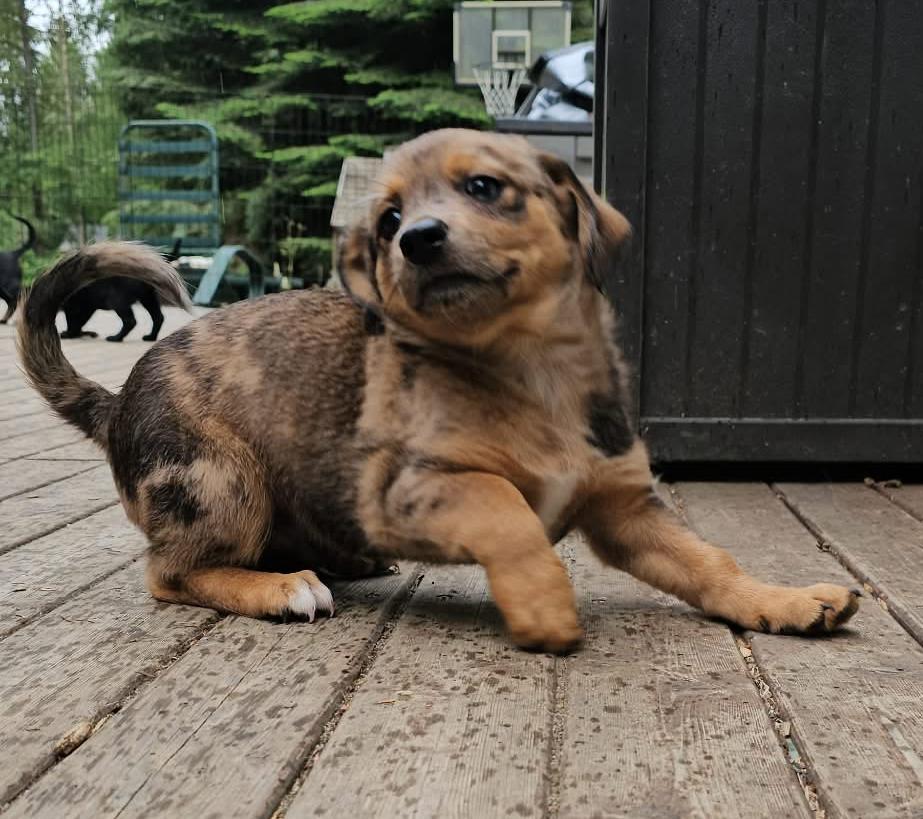 Roman (Fireworks litter), an adopted mixed breed in Silvana, WA image 4/5