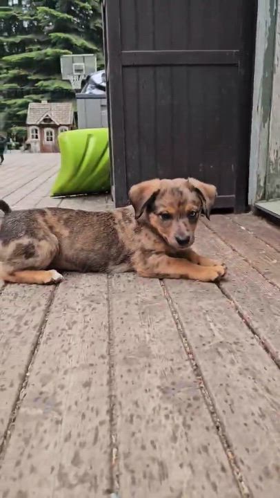 Enlarge Roman (Fireworks litter), an adopted mixed breed in Silvana, WA video 5/5