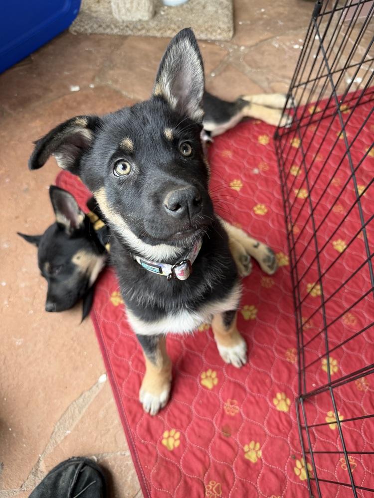 Tahiti, Adoptable, Puppy Male German Shepherd Dog.