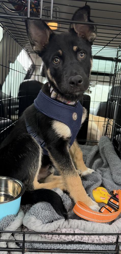 Tahiti, a Adoptable mixed breed in Pleasant Hill, CA image 2/6