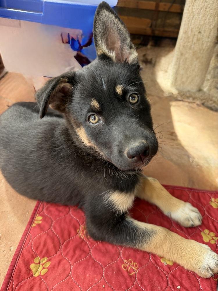 Tahiti, a Adoptable mixed breed in Pleasant Hill, CA image 3/6