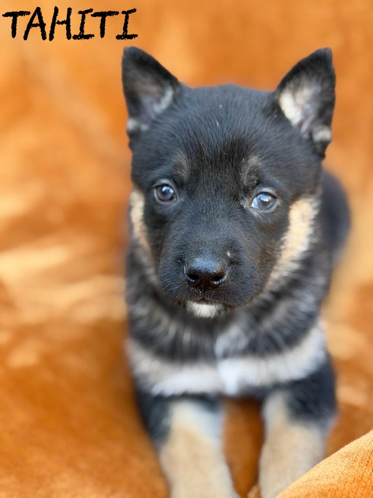 Tahiti, Adoptable, Puppy Male German Shepherd Dog.