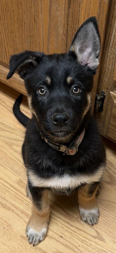 Tahiti, a Adoptable mixed breed in Pleasant Hill, CA image 6/6