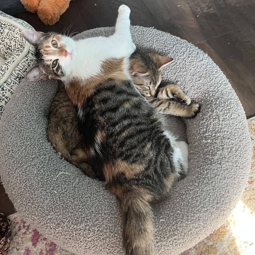Florie 55306, Adoptable, Young Female Domestic Short Hair.
