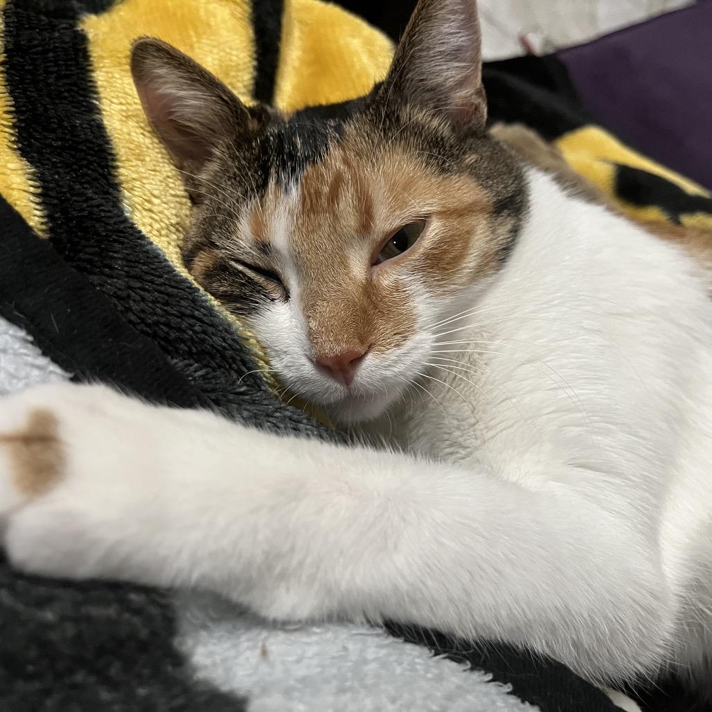 Enlarge Florie 55306, a Adoptable Domestic Short Hair in Lansing, MI image 4/5