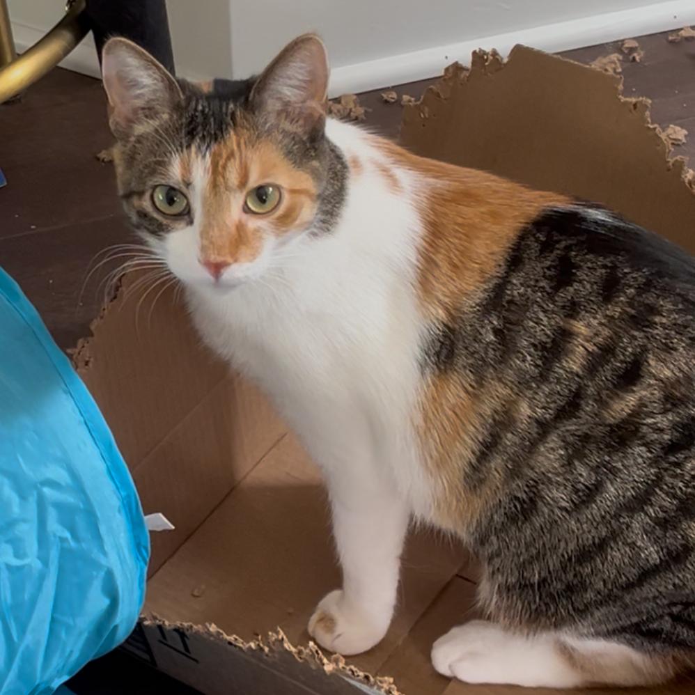 Enlarge Florie 55306, a Adoptable Domestic Short Hair in Lansing, MI image 5/5