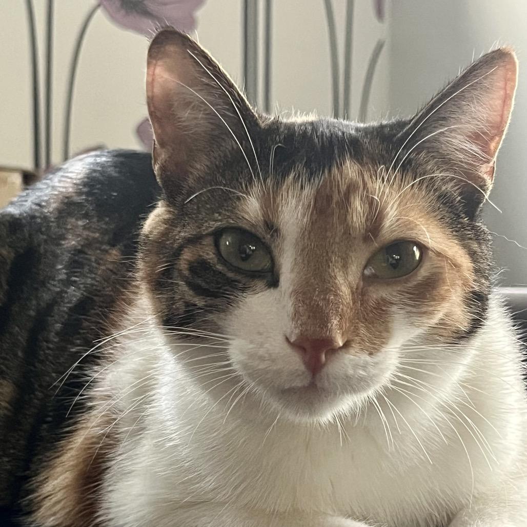 Enlarge Florie 55306, a Adoptable Domestic Short Hair in Lansing, MI image 2/5