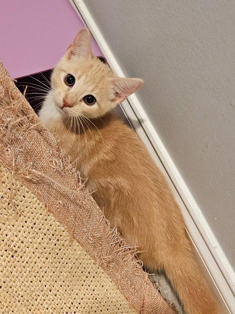 Enlarge Freddie KITTEN, a Adopted Domestic Short Hair in Rockaway, NJ image 1/3