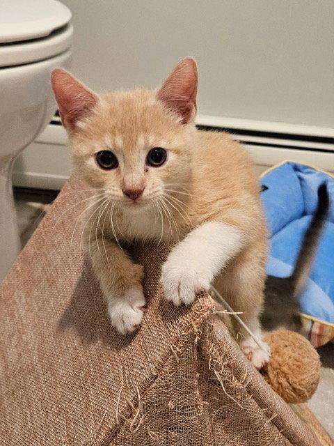 Enlarge Freddie KITTEN, a Adopted Domestic Short Hair in Rockaway, NJ image 2/3