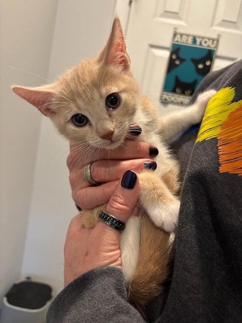 Enlarge Freddie KITTEN, a Adopted Domestic Short Hair in Rockaway, NJ image 3/3