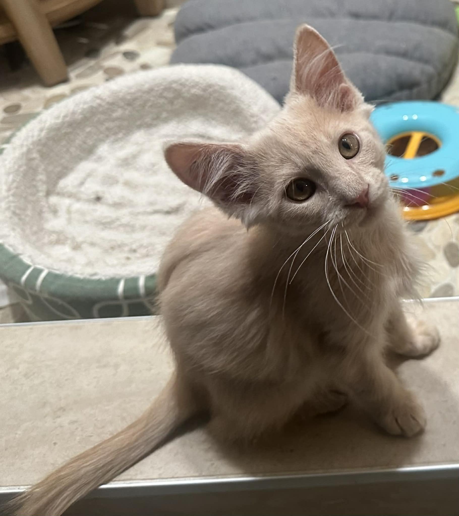 Queso, Adoptable, Young Male Domestic Medium Hair.
