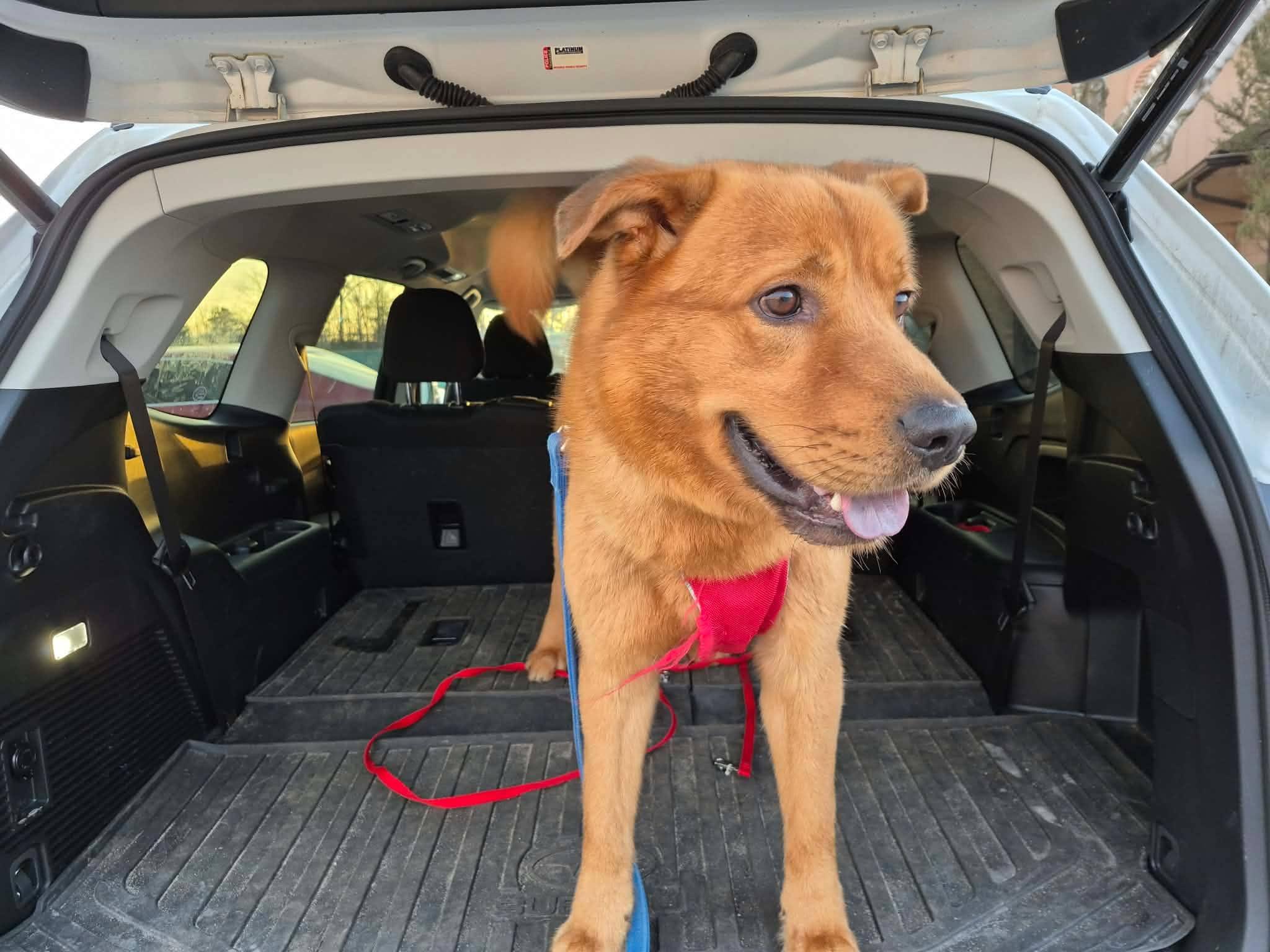 Enlarge Axel, a ADOPTABLE mixed breed in London, ON image 2/6