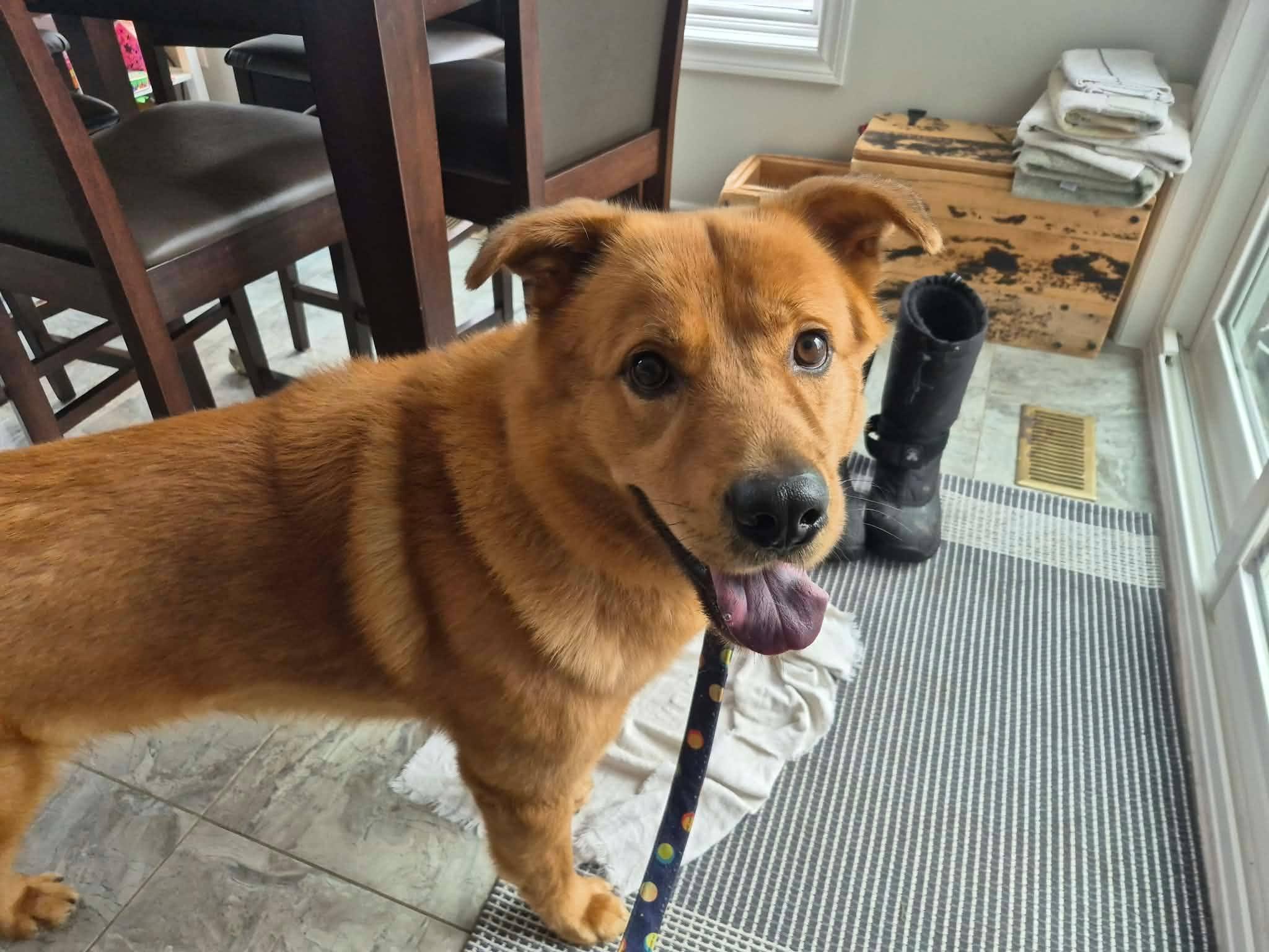 Enlarge Axel, a ADOPTABLE mixed breed in London, ON image 1/6
