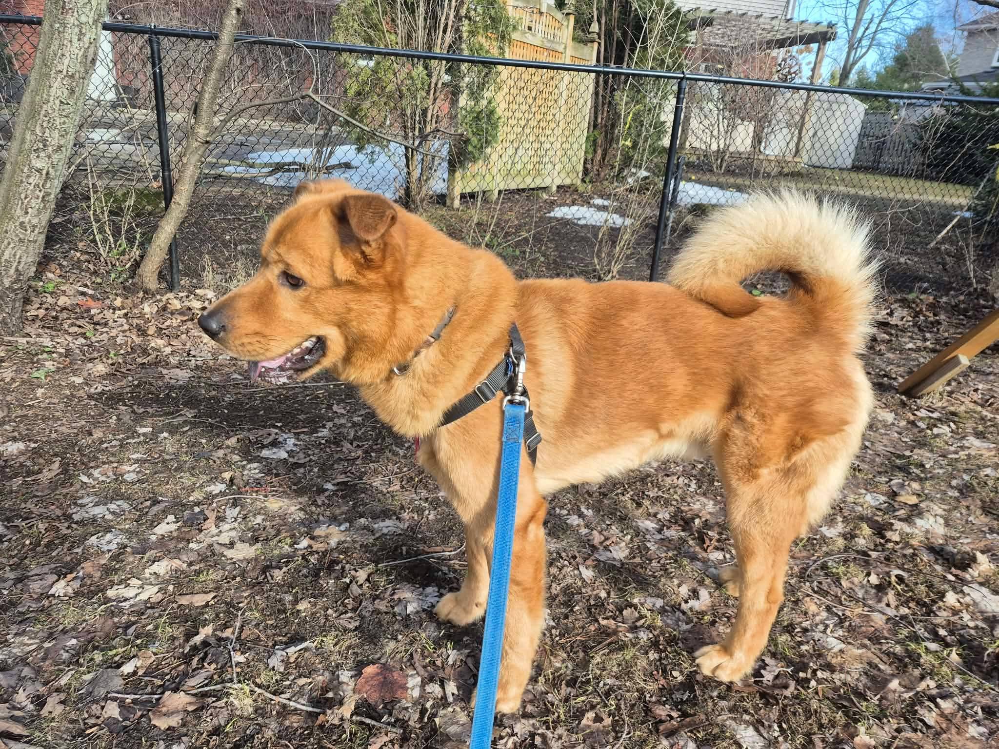 Enlarge Axel, a ADOPTABLE mixed breed in London, ON image 6/6