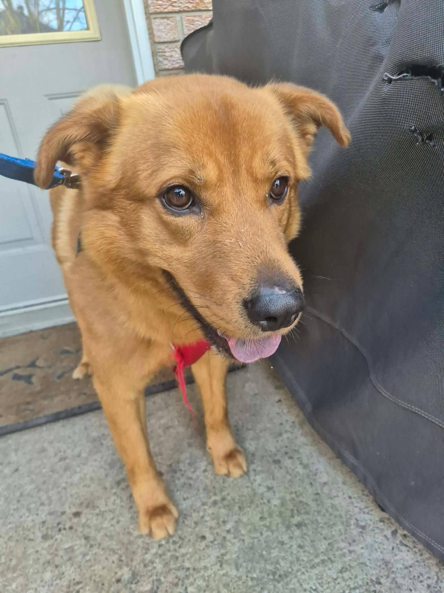 Enlarge Axel, a ADOPTABLE mixed breed in London, ON image 5/6