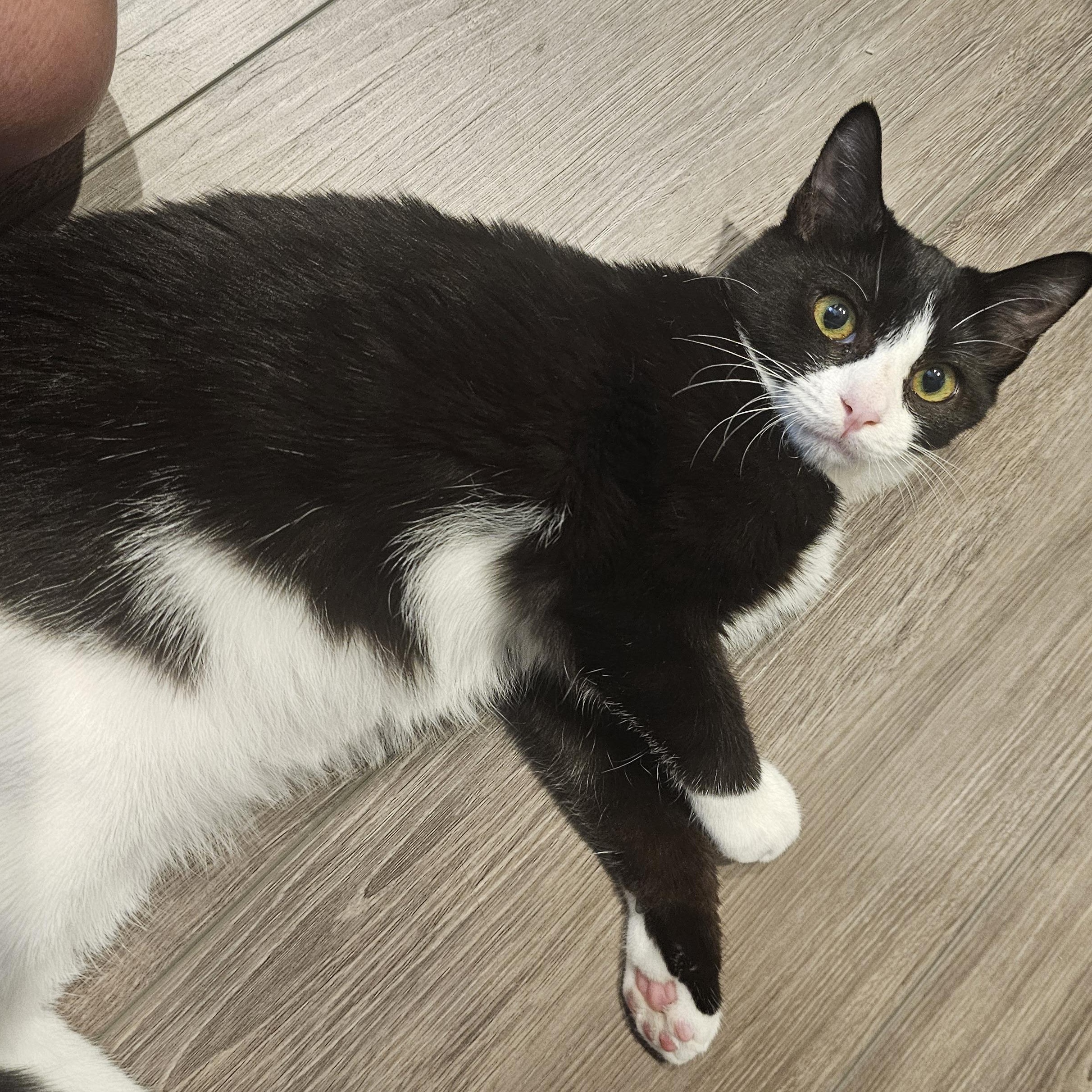 Enlarge Boots, a Adoptable mixed breed in Hyattsville, MD image 5/6