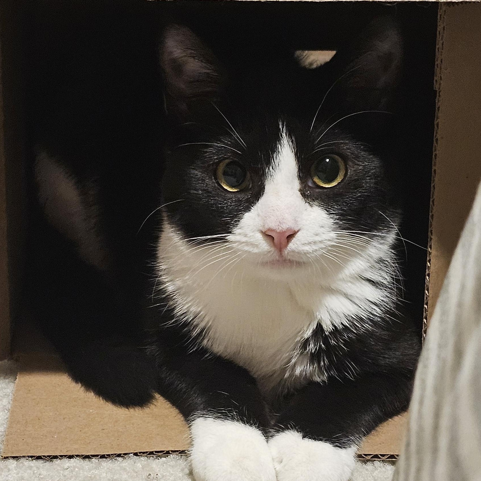 Enlarge Boots, a Adoptable mixed breed in Hyattsville, MD image 6/6