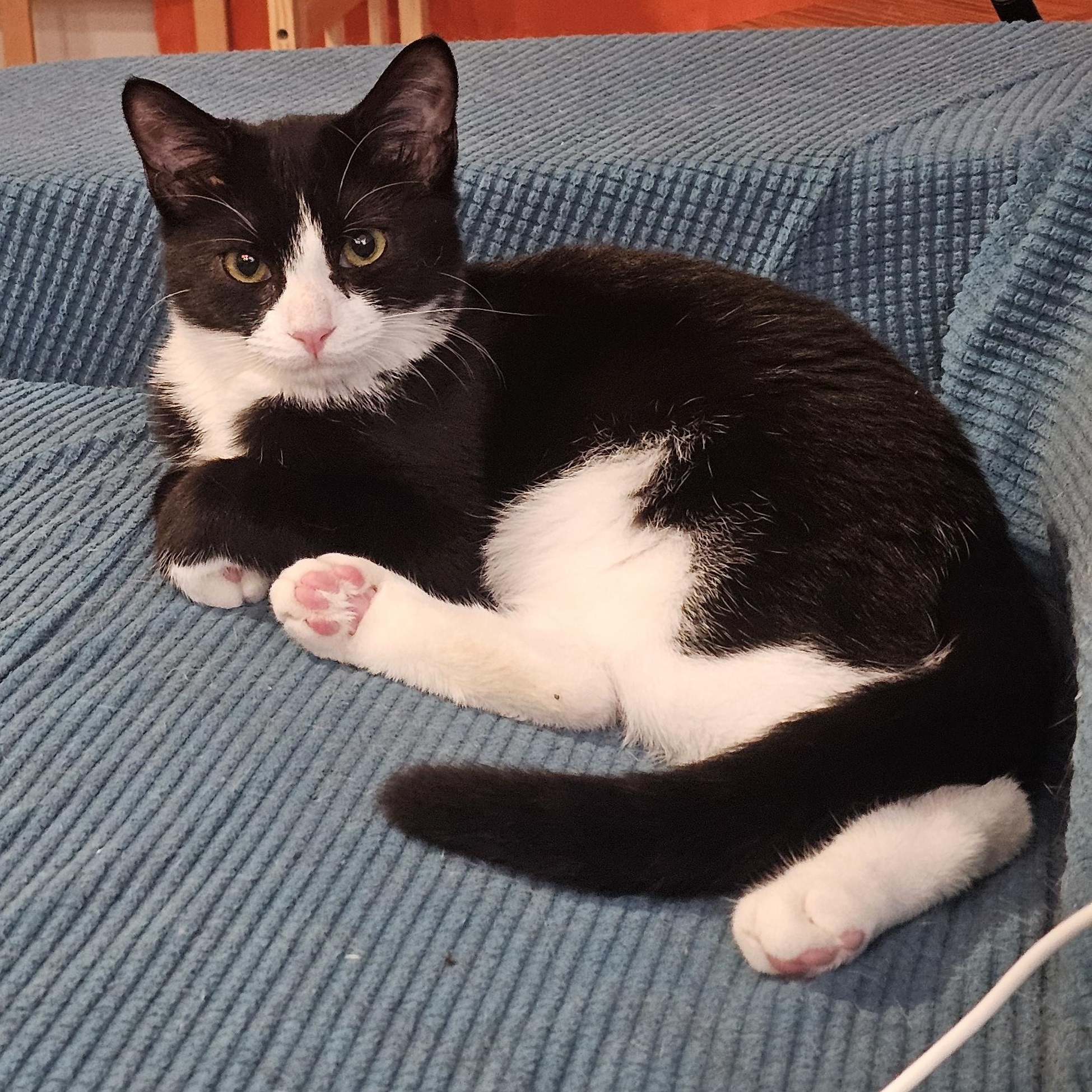 Enlarge Boots, a Adoptable mixed breed in Hyattsville, MD image 1/6