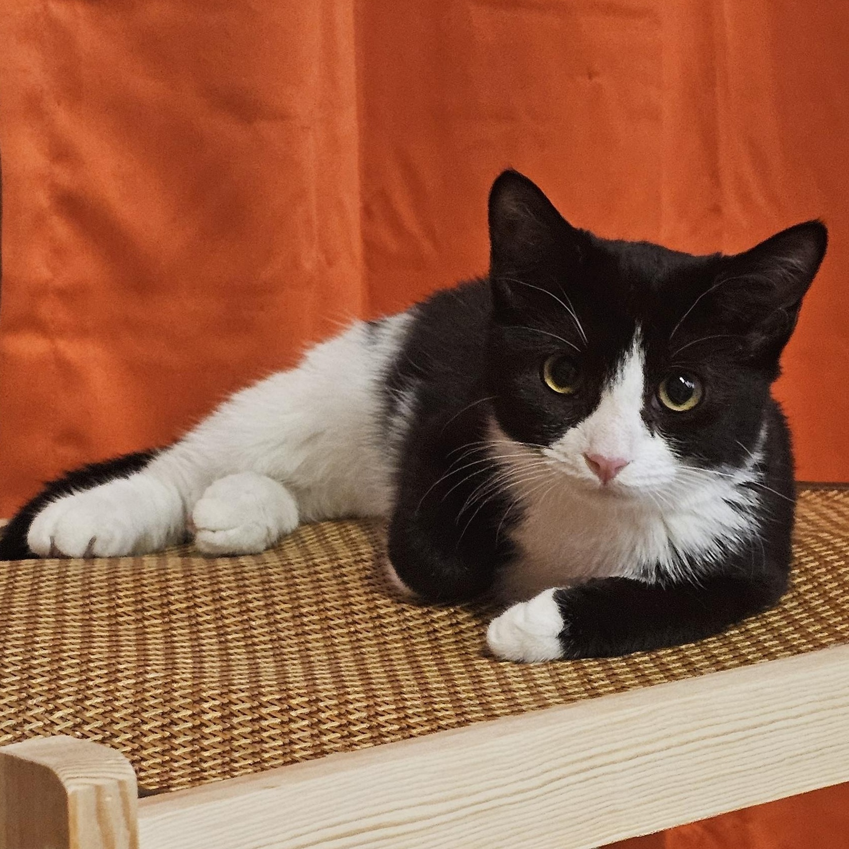 Enlarge Boots, a Adoptable mixed breed in Hyattsville, MD image 4/6