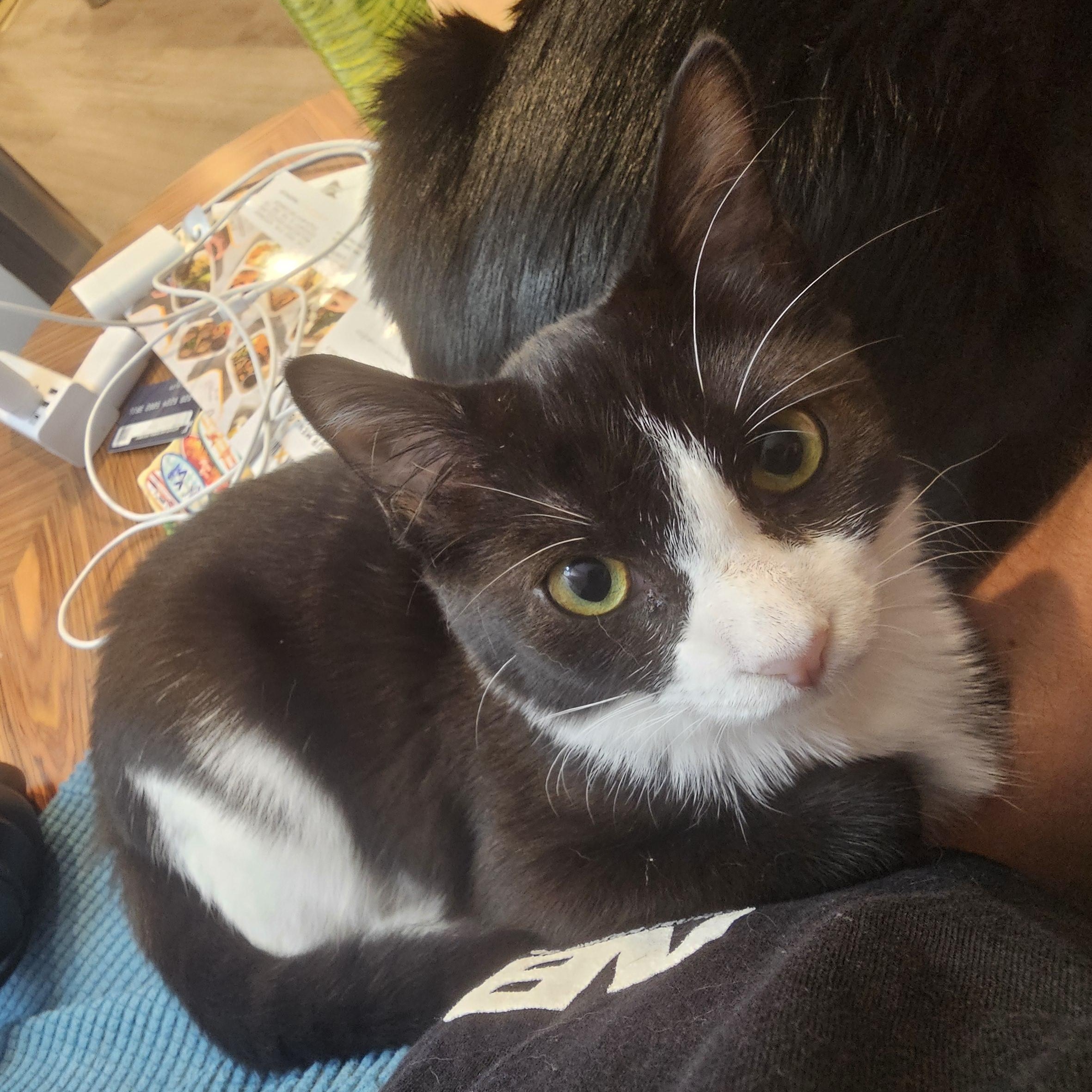 Enlarge Boots, a Adoptable mixed breed in Hyattsville, MD image 3/6