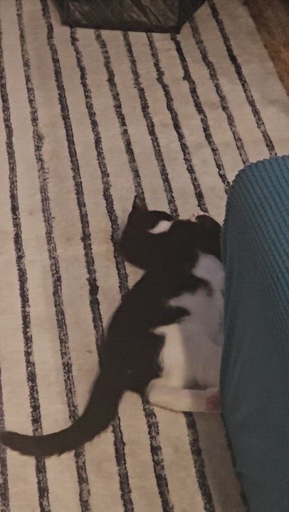 Enlarge Boots, a Adoptable mixed breed in Hyattsville, MD video 2/6