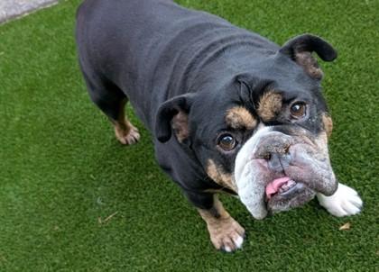 Enlarge WINSTON MAXX, a ADOPTABLE English Bulldog in Bonney Lake, WA image 2/2